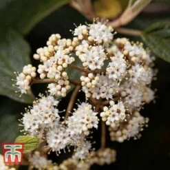 Viburnum Rhytidophyllum