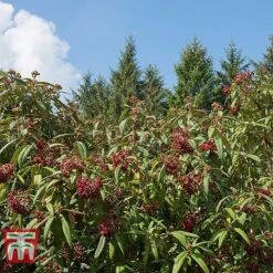 Viburnum Rhytidophyllum -NAOMI Plant Shop VIBU TKA3692 C