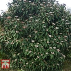 Viburnum Rhytidophyllum -NAOMI Plant Shop VIBU TKA3692 D