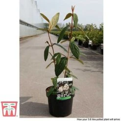 Viburnum Rhytidophyllum -NAOMI Plant Shop VIBU TKA3692 E