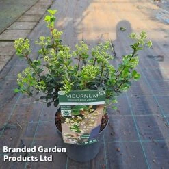 Viburnum 'Fairy Stars' -NAOMI Plant Shop VIBU FAIRYSTAR S46413