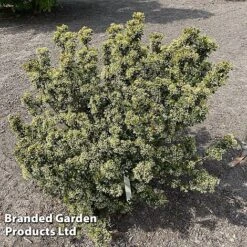 Viburnum 'Fairy Stars' -NAOMI Plant Shop VIBU FAIRYSTAR S49451