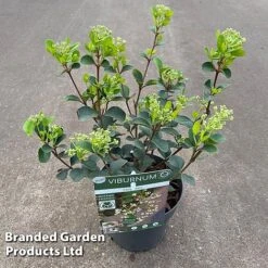 Viburnum 'Fairy Stars' -NAOMI Plant Shop VIBU FAIRYSTAR S49452