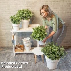 Viburnum 'Fairy Stars' -NAOMI Plant Shop VIBU FAIRYSTAR S49456