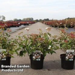Viburnum Plicatum 'Pinkawai'