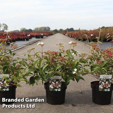 Viburnum Plicatum 'Pinkawai' 1 Viburnum Plicatum 'Pinkawai'