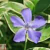 Vinca Minor 'Ralph Shugert'