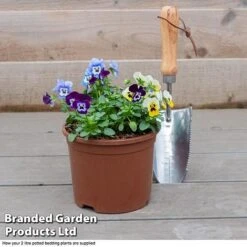 Viola 'Autumn Jewels Mixed' (Garden Ready) -NAOMI Plant Shop VIOL T62669 F