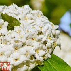 Viburnum X Carlcephalum -NAOMI Plant Shop VIRB t79114 C