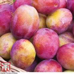 Premium Patio Standard Collection -NAOMI Plant Shop Victoria