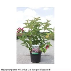 Weigela 'Bristol Ruby' -NAOMI Plant Shop WEIG T66524 A h
