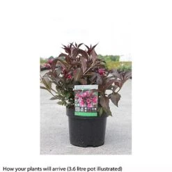Weigela 'Naomi Campbell' -NAOMI Plant Shop WEIG T66533 A h