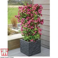 Weigela 'Towers Of Flowers'&reg; Duo -NAOMI Plant Shop WEIG WKB5878 D