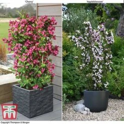 Weigela 'Towers Of Flowers'&reg; Duo