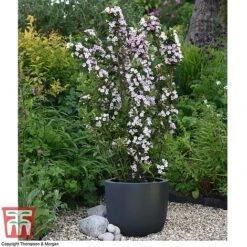 Weigela 'Towers Of Flowers'&reg; Duo -NAOMI Plant Shop WEIG WKB5878 Q