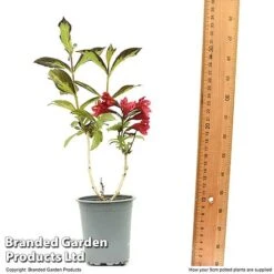 Weigela 'Camouflage' -NAOMI Plant Shop WEIG CAMOUF9CM T50087