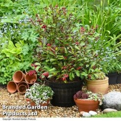 Weigela 'Camouflage' -NAOMI Plant Shop WEIG CAMOUFLAG T39702