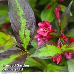Weigela 'Camouflage' -NAOMI Plant Shop WEIG CAMOUFLAG T39705