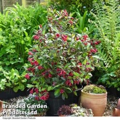 Weigela 'Camouflage' -NAOMI Plant Shop WEIG CAMOUFLAG T39771