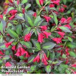 Weigela 'Camouflage' -NAOMI Plant Shop WEIG CAMOUFLAG T39902