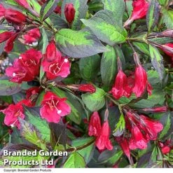 Weigela 'Camouflage' -NAOMI Plant Shop WEIG CAMOUFLAG T39904