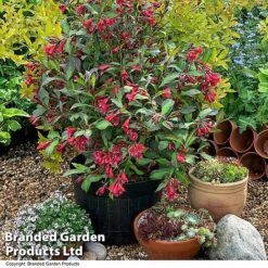 Weigela 'Camouflage' -NAOMI Plant Shop WEIG CAMOUFLAG T39907