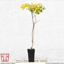 Wisteria Sinensis (Patio Standard) -NAOMI Plant Shop WIST T10787 B