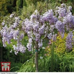 Wisteria Sinensis (Patio Standard) -NAOMI Plant Shop WIST T10787 C