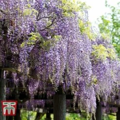 Wisteria Floribunda 'Domino'