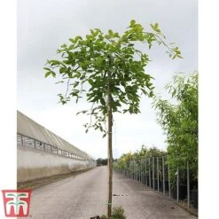 Wisteria Sinensis 'Amethyst' -NAOMI Plant Shop WIST TKA3732 A