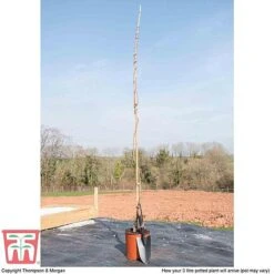 Wisteria Sinensis 'Amethyst' -NAOMI Plant Shop WIST TKA3732 C