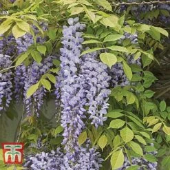 Wisteria Sinensis 'Prolific' -NAOMI Plant Shop WIST t57979 B