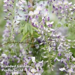 Wisteria Trio -NAOMI Plant Shop WIST PROLIFIC S21756
