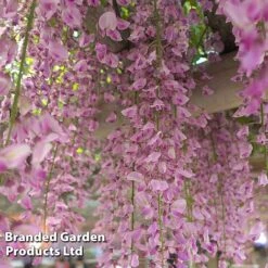 Wisteria Trio -NAOMI Plant Shop WIST ROSEA L034071