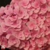 Hydrangea Macrophylla 'Florentina'