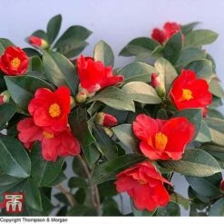 Camellia '1001 Summer Nights' Jasmine -NAOMI Plant Shop WKB6245 CAM 2