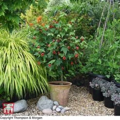 Abutilon Megapotamicum 'Red Trumpet' (Patio Standard) 5 Abutilon Megapotamicum 'Red Trumpet' (Patio Standard) -NAOMI Plant Shop WKB7029 ABUT 1