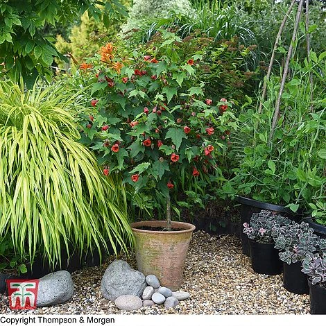 Abutilon Megapotamicum 'Red Trumpet' (Patio Standard) 3 Abutilon Megapotamicum 'Red Trumpet' (Patio Standard) - Image 3