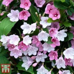 Weigela 'Towers Of Flowers'&reg; Duo -NAOMI Plant Shop Weig app