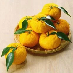 Yuzu Citrus Plant -NAOMI Plant Shop YUZU KC5366 NOW1