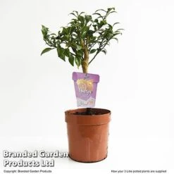 Yuzu Citrus Plant -NAOMI Plant Shop YUZU CITRUSP3L T48740