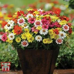 Garden Ready Bumper Collection -NAOMI Plant Shop ZINN T67468 B12