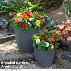 Zinnia 'Zesty' -NAOMI Plant Shop ZINN ZESTYMIX T41447