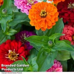 Zinnia 'Zesty' -NAOMI Plant Shop ZINN ZESTYMIX T41449