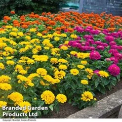Zinnia 'Zesty' -NAOMI Plant Shop ZINN ZESTYMIX T41817