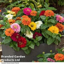 Zinnia 'Zesty' -NAOMI Plant Shop ZINN ZESTYMIX T44406