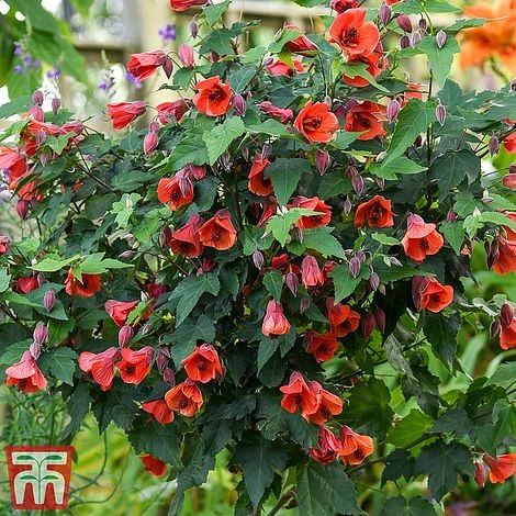 Abutilon Megapotamicum 'Red Trumpet' (Patio Standard) 2 Abutilon Megapotamicum 'Red Trumpet' (Patio Standard) - Image 2