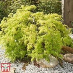 Acer Palmatum Var. Dissectum 'Viridis'