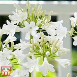 Agapanthus 'Ever White' 6 Agapanthus 'Ever White' -NAOMI Plant Shop aga