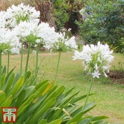 Agapanthus Africanus 'Albus' -NAOMI Plant Shop aga white2